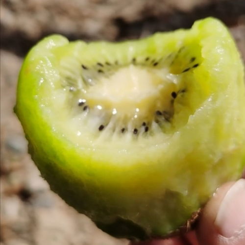 品味陕西徐香绿心猕猴桃 孕妇健康水果的优选与整箱批发指南