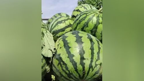 原棚美都西瓜，甜蜜之约，新鲜直达