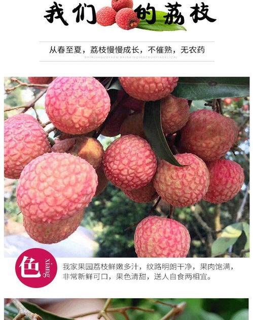 荔枝新鲜上市 应季孕妈首选，果园直供非妃子笑，广东现摘批发包邮攻略